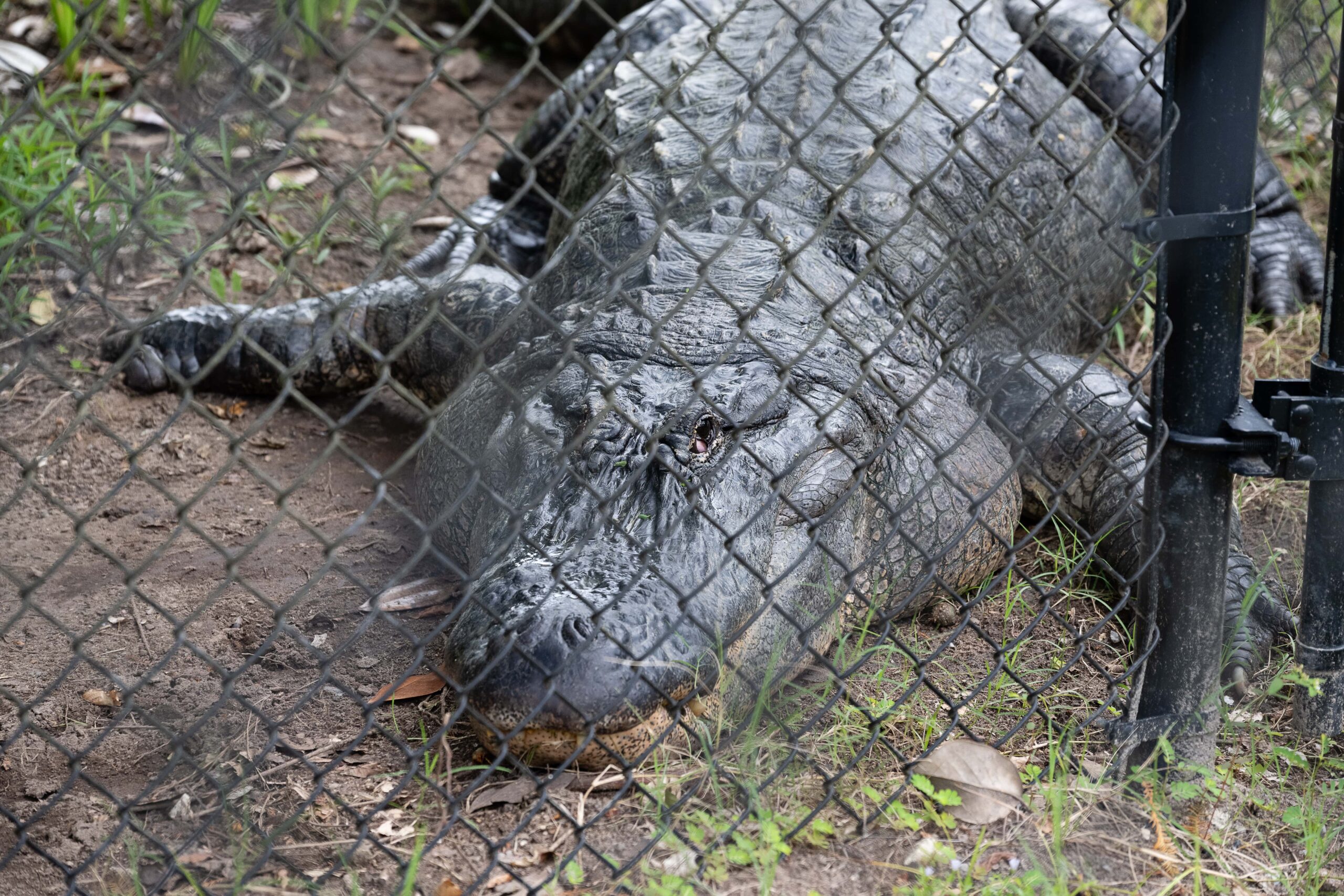 American Alligator in habitat