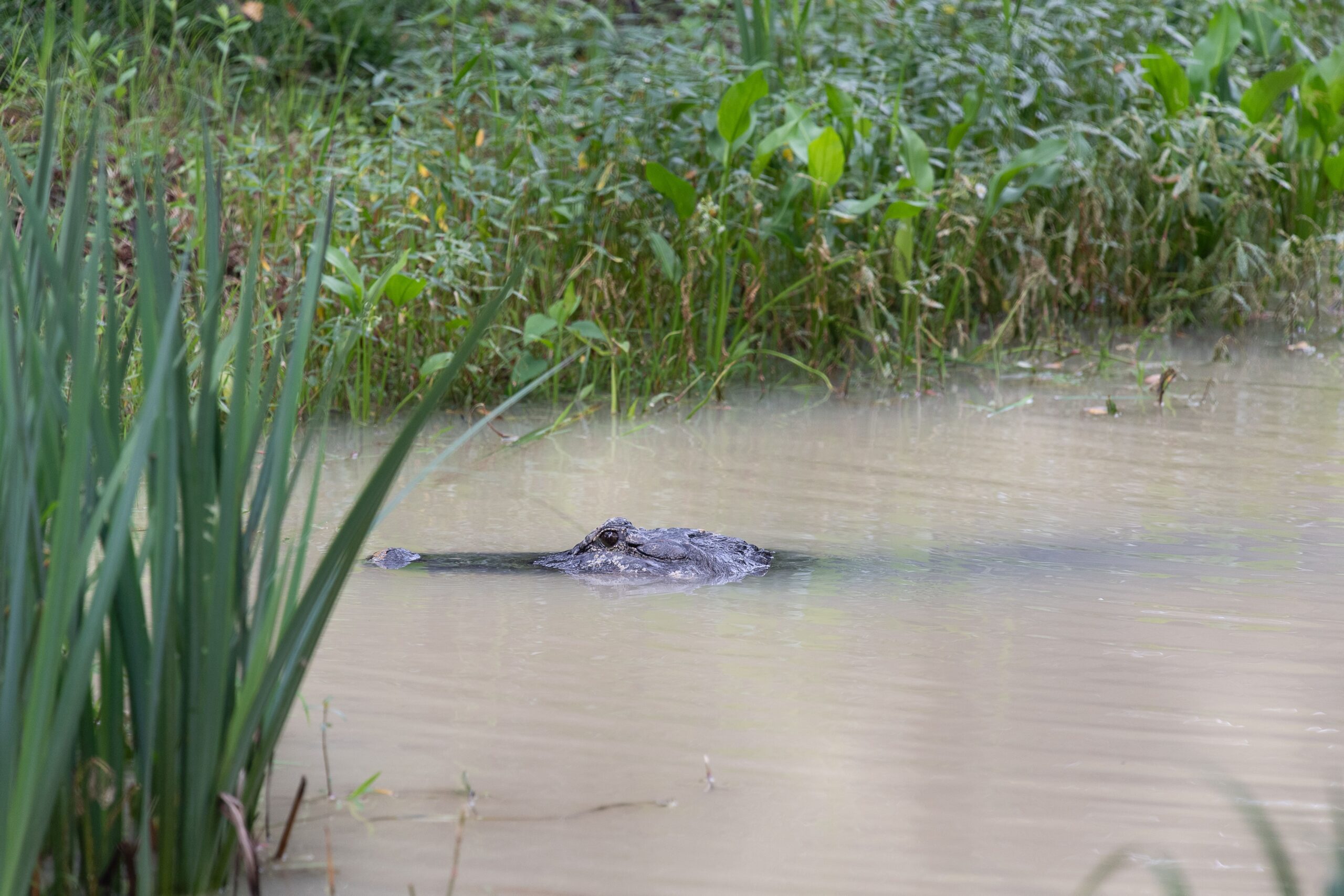 Ally the American Alligator