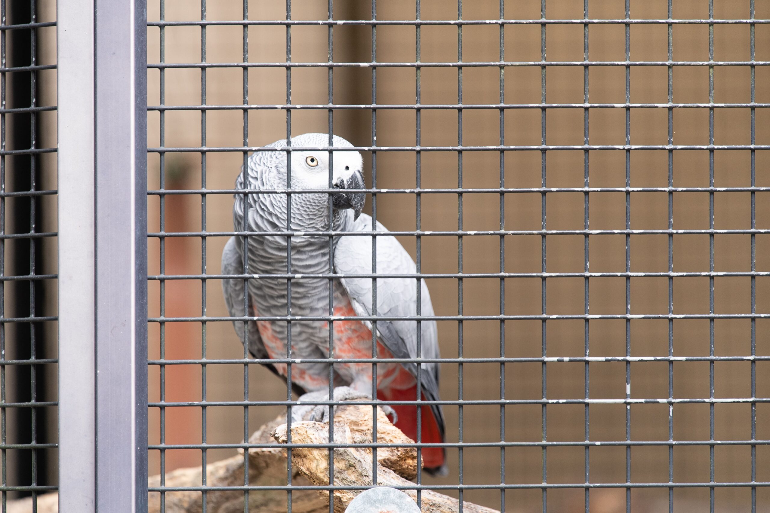 Colorful bird species