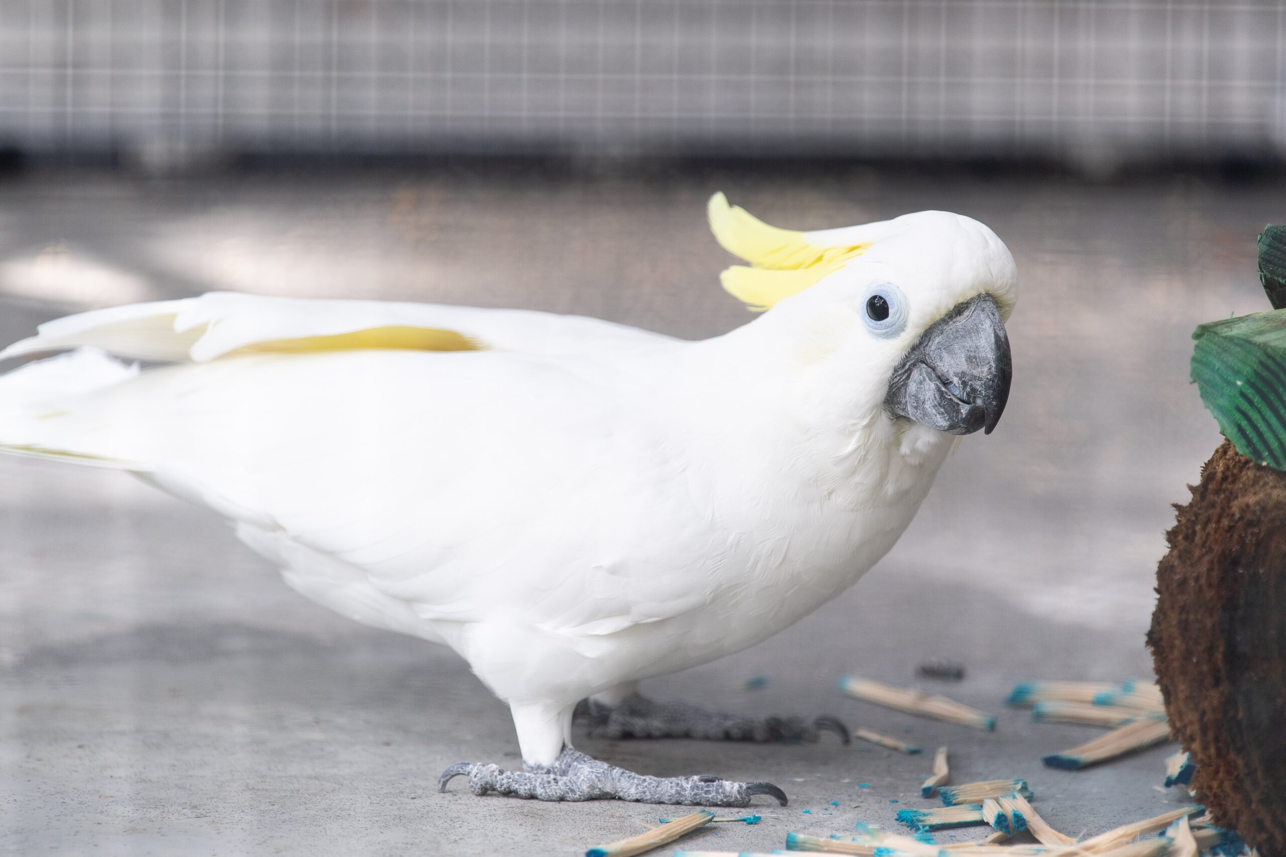 Beautiful bird in exhibit