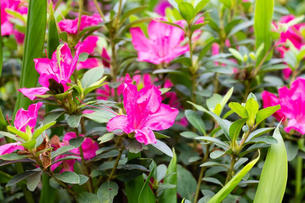 Berkeley County Residence Free Day and Fall Plant Sale