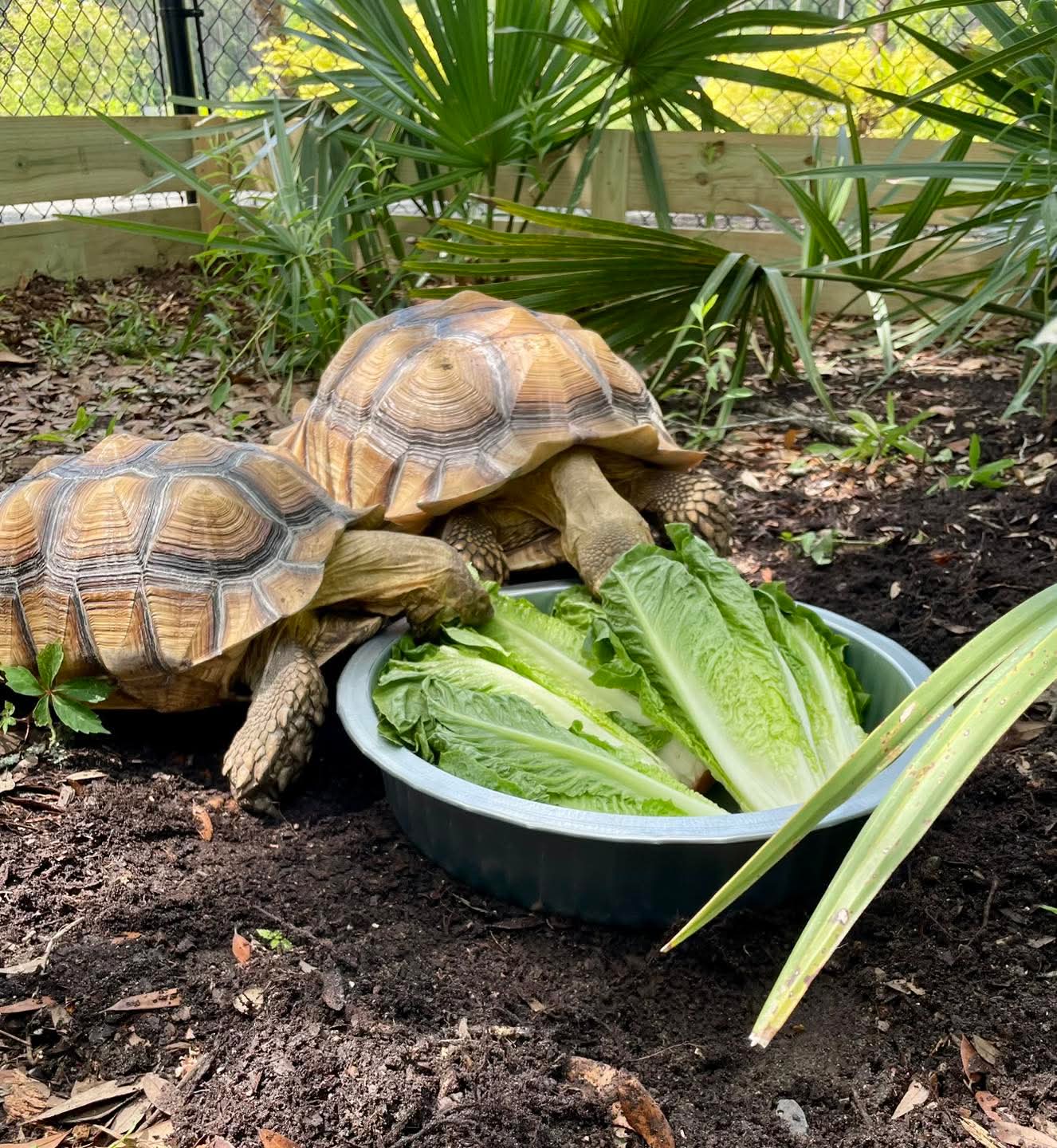 Boogie the African Spurred Tortoise