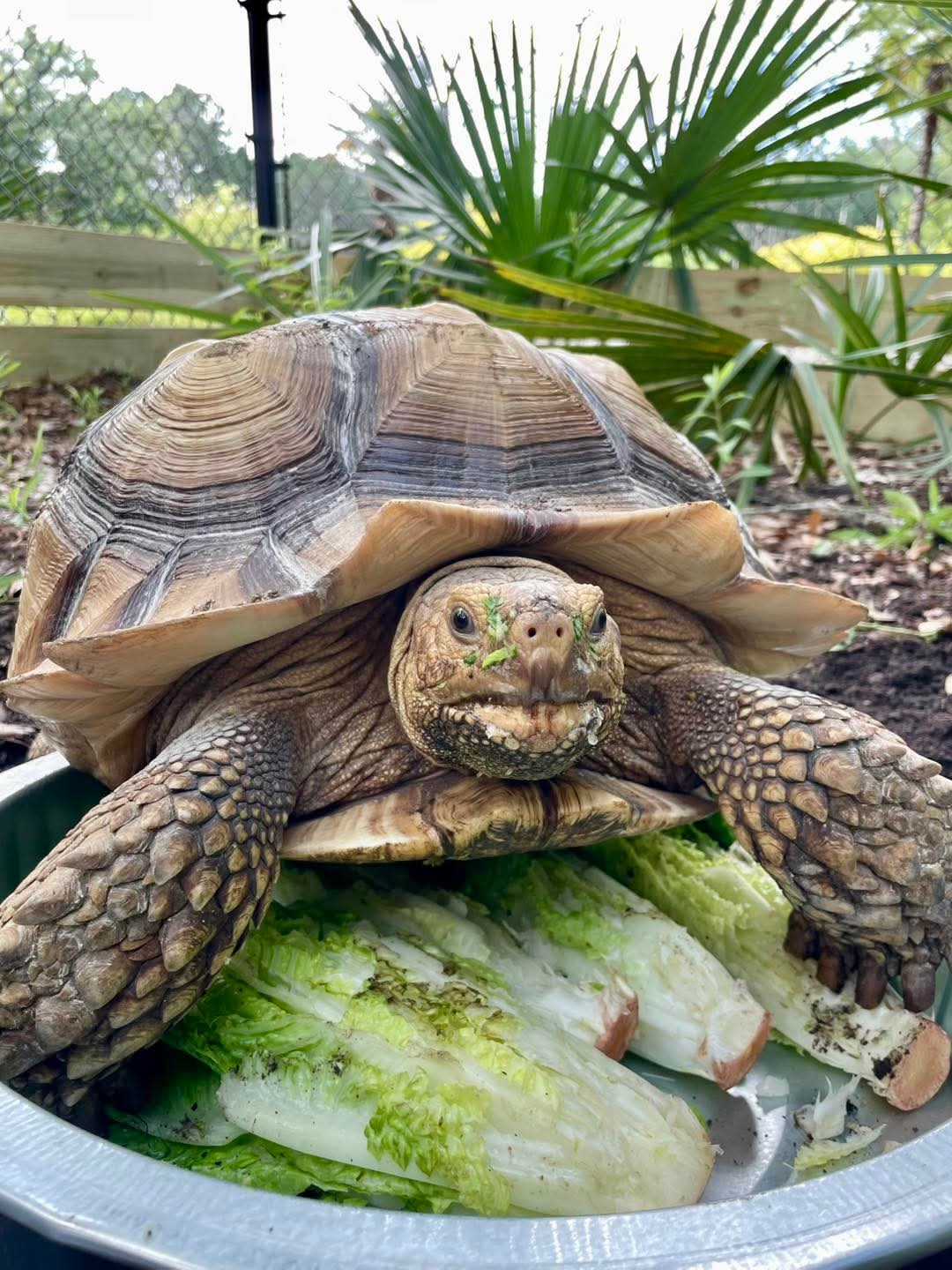 Tori the African Spurred Tortoise