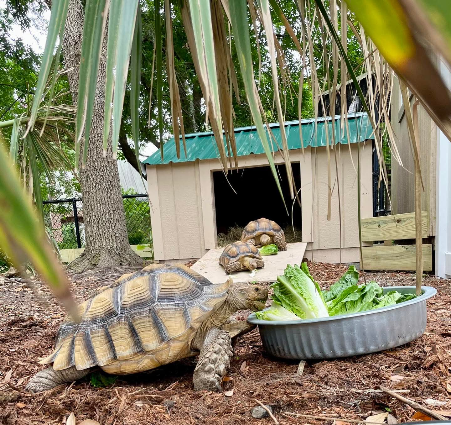 Hectorina the African Spurred Tortoise