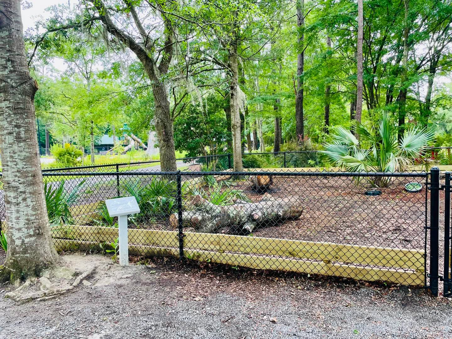 African Spurred Tortoises group