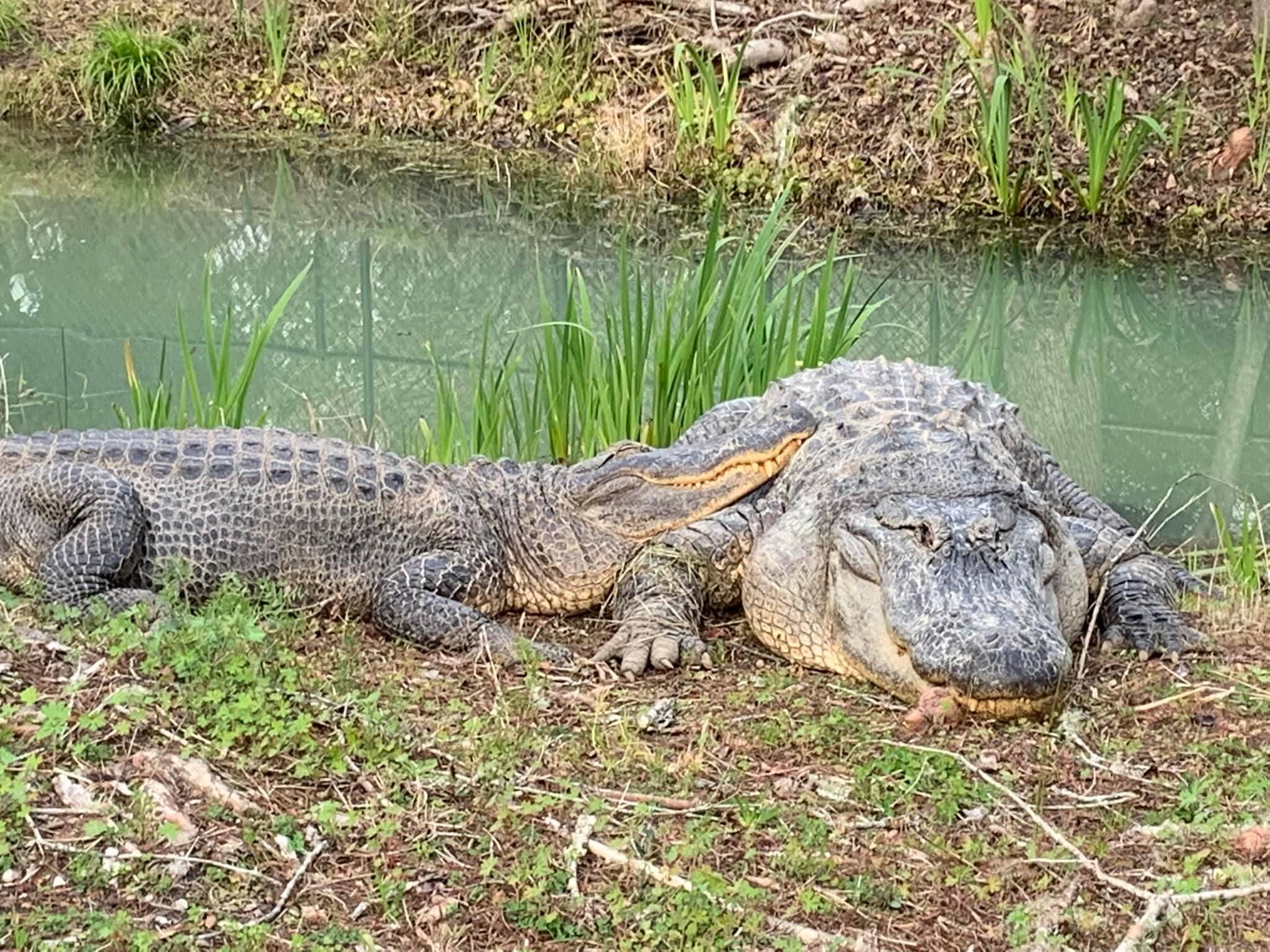 Boss the American Alligator