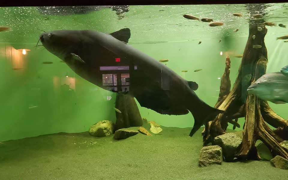 Swamp ecosystem habitat