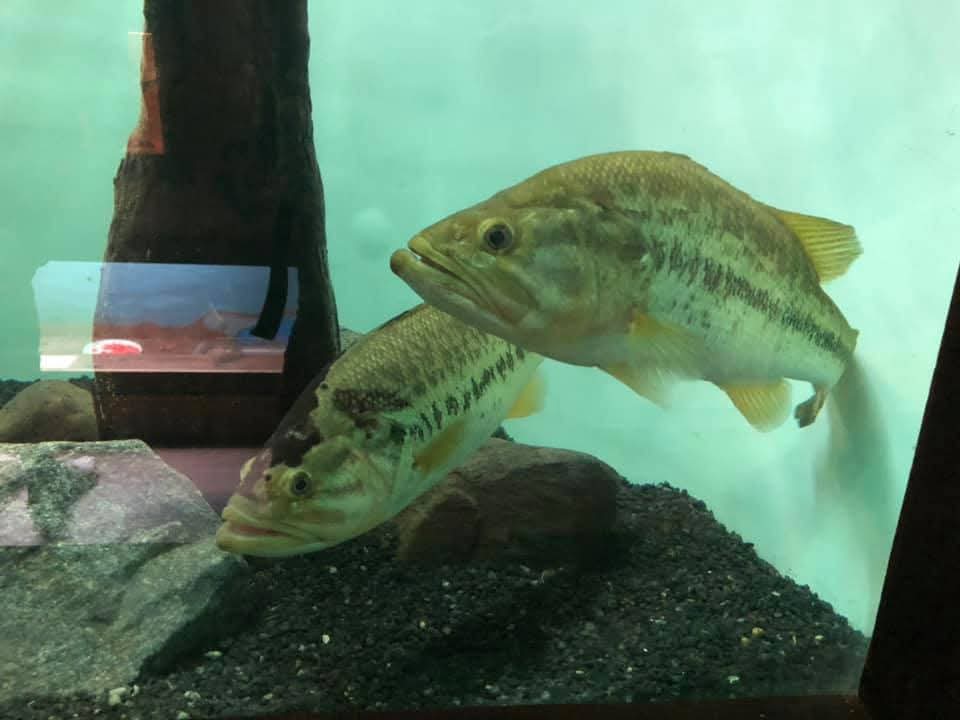 Swamparium aquatic display
