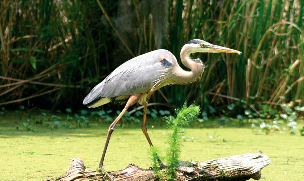 Herron Cypress Gardens